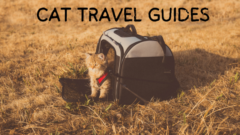 Travel With cat
