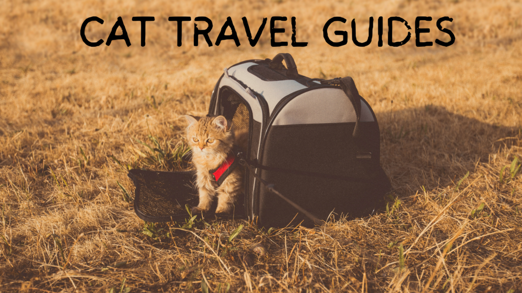 Discover a simple guide on traveling with cats. traveling with cat